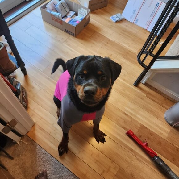 Dog Solis UV Coverup - Picture 4 of 11